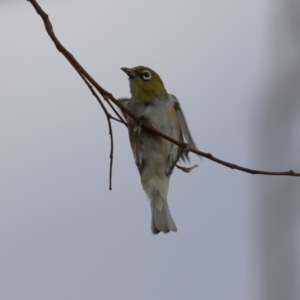 Zosterops lateralis at Red Hill, ACT - 3 Mar 2023 11:41 AM