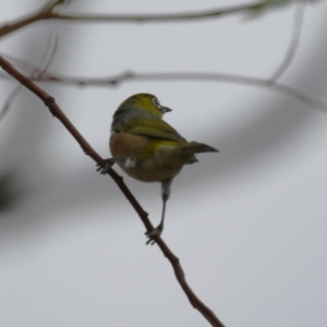 Zosterops lateralis at Red Hill, ACT - 3 Mar 2023 11:41 AM