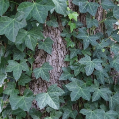 Hedera helix (Ivy) at Red Hill Nature Reserve - 3 Mar 2023 by RodDeb