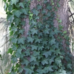 Hedera hibernica at Red Hill Nature Reserve - 3 Mar 2023 12:36 PM