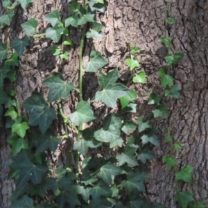 Hedera hibernica at Red Hill Nature Reserve - 3 Mar 2023 12:36 PM