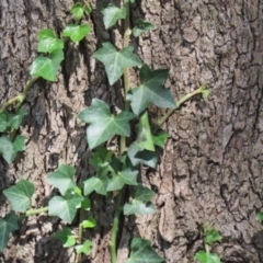 Hedera hibernica at Red Hill Nature Reserve - 3 Mar 2023 12:36 PM