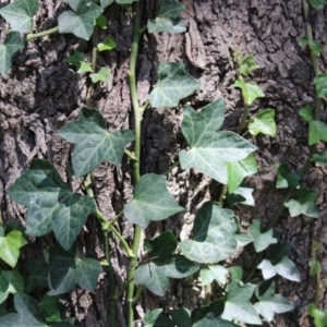 Hedera hibernica at Red Hill Nature Reserve - 3 Mar 2023 12:36 PM