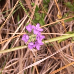 Mentha diemenica (Wild Mint, Slender Mint) at Hall, ACT - 3 Mar 2023 by strigo