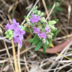 Mentha diemenica at Hall, ACT - 4 Mar 2023