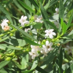 Myoporum montanum (Western Boobialla, Water Bush) at Red Hill, ACT - 3 Mar 2023 by RodDeb