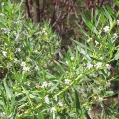 Myoporum montanum at Red Hill, ACT - 3 Mar 2023