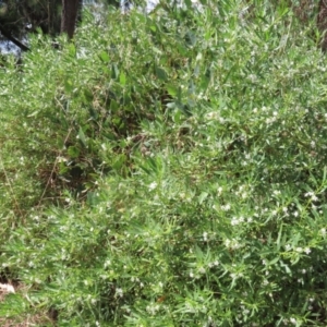 Myoporum montanum at Red Hill, ACT - 3 Mar 2023