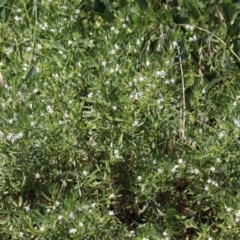 Myoporum montanum at Red Hill, ACT - 3 Mar 2023