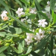 Myoporum montanum at Red Hill, ACT - 3 Mar 2023