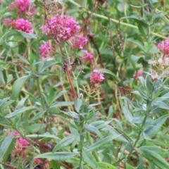 Centranthus ruber (Red Valerian, Kiss-me-quick, Jupiter's Beard) at Red Hill Nature Reserve - 3 Mar 2023 by RodDeb