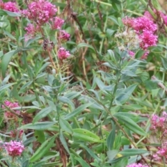 Centranthus ruber at Red Hill, ACT - 3 Mar 2023