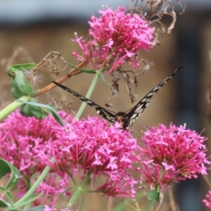 Centranthus ruber at Red Hill, ACT - 3 Mar 2023 11:56 AM