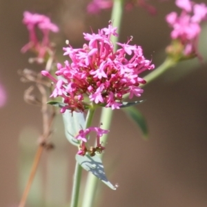 Centranthus ruber at Red Hill, ACT - 3 Mar 2023 11:56 AM