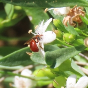 Exoneura sp. (genus) at Red Hill, ACT - 3 Mar 2023