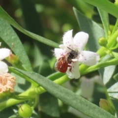 Exoneura sp. (genus) at Red Hill, ACT - 3 Mar 2023