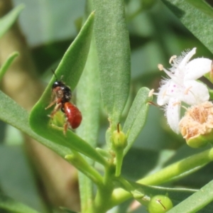 Exoneura sp. (genus) at Red Hill, ACT - 3 Mar 2023