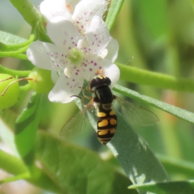 Simosyrphus grandicornis (Common hover fly) at Red Hill Nature Reserve - 3 Mar 2023 by RodDeb