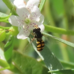 Simosyrphus grandicornis at Red Hill, ACT - 3 Mar 2023