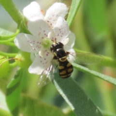 Simosyrphus grandicornis at Red Hill, ACT - 3 Mar 2023