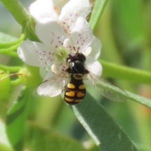 Simosyrphus grandicornis at Red Hill, ACT - 3 Mar 2023