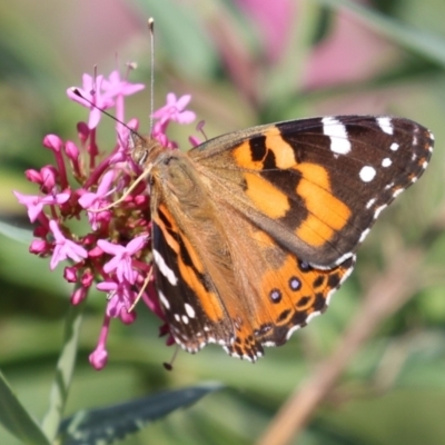 Vanessa kershawi (Australian Painted Lady) at Red Hill Nature Reserve - 3 Mar 2023 by RodDeb