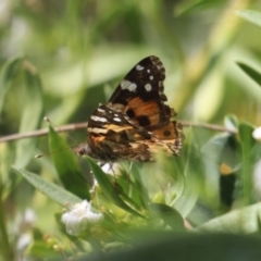 Vanessa kershawi at Red Hill, ACT - 3 Mar 2023 12:24 PM