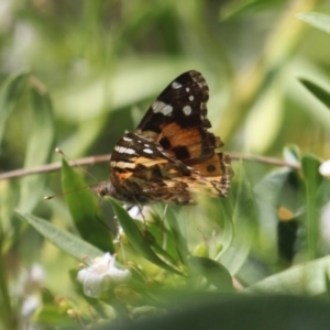 Vanessa kershawi at Red Hill, ACT - 3 Mar 2023 12:24 PM