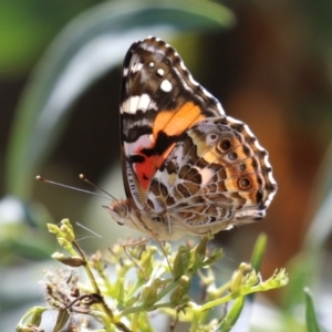 Vanessa kershawi at Red Hill, ACT - 3 Mar 2023 12:24 PM