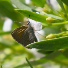 Nacaduba biocellata (Two-spotted Line-Blue) at Red Hill Nature Reserve - 3 Mar 2023 by RodDeb