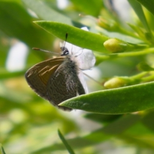 Nacaduba biocellata at Red Hill, ACT - 3 Mar 2023