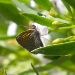 Nacaduba biocellata at Red Hill, ACT - 3 Mar 2023