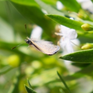 Nacaduba biocellata at Red Hill, ACT - 3 Mar 2023