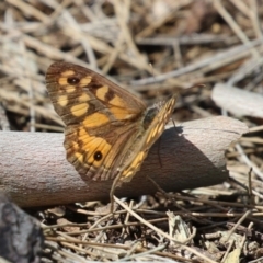 Geitoneura klugii (Marbled Xenica) at Red Hill, ACT - 3 Mar 2023 by RodDeb