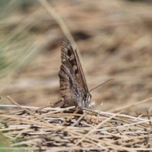 Geitoneura klugii at Red Hill, ACT - 3 Mar 2023 12:28 PM