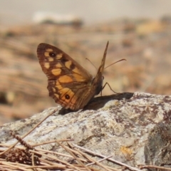 Geitoneura klugii at Red Hill, ACT - 3 Mar 2023