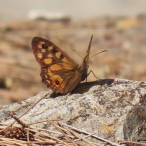 Geitoneura klugii at Red Hill, ACT - 3 Mar 2023 12:28 PM