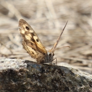 Geitoneura klugii at Red Hill, ACT - 3 Mar 2023 12:28 PM