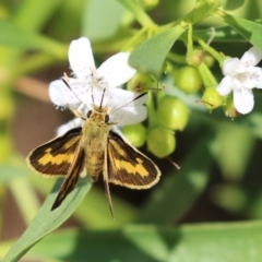 Ocybadistes walkeri (Green Grass-dart) at Red Hill, ACT - 3 Mar 2023 by RodDeb