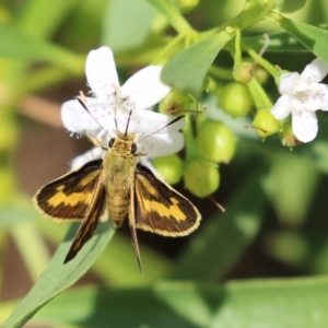 Ocybadistes walkeri at Red Hill, ACT - 3 Mar 2023