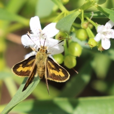 Ocybadistes walkeri (Green Grass-dart) at Red Hill Nature Reserve - 3 Mar 2023 by RodDeb