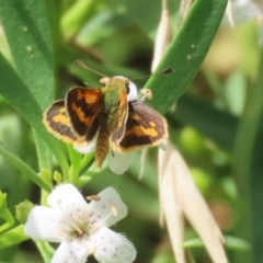 Ocybadistes walkeri at Red Hill, ACT - 3 Mar 2023