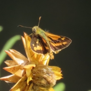 Ocybadistes walkeri at Red Hill, ACT - 3 Mar 2023