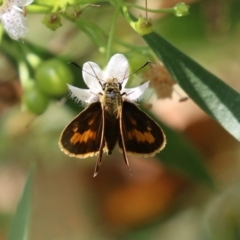 Ocybadistes walkeri at Red Hill, ACT - 3 Mar 2023