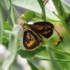 Ocybadistes walkeri at Red Hill, ACT - 3 Mar 2023