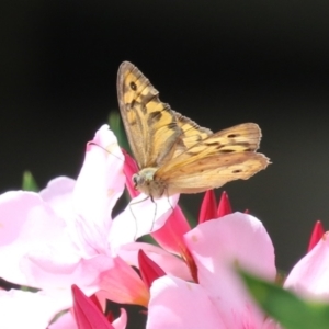 Heteronympha merope at Red Hill, ACT - 3 Mar 2023 12:43 PM