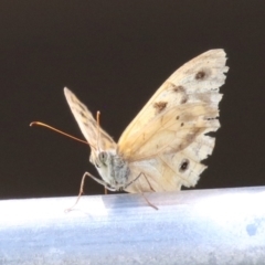 Heteronympha merope at Red Hill, ACT - 3 Mar 2023