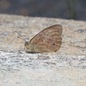 Heteronympha merope at Red Hill, ACT - 3 Mar 2023