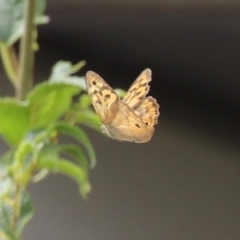 Heteronympha merope at Red Hill, ACT - 3 Mar 2023 12:43 PM