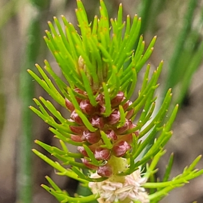 Myriophyllum crispatum (Water Millfoil) at Wamboin, NSW - 4 Mar 2023 by trevorpreston